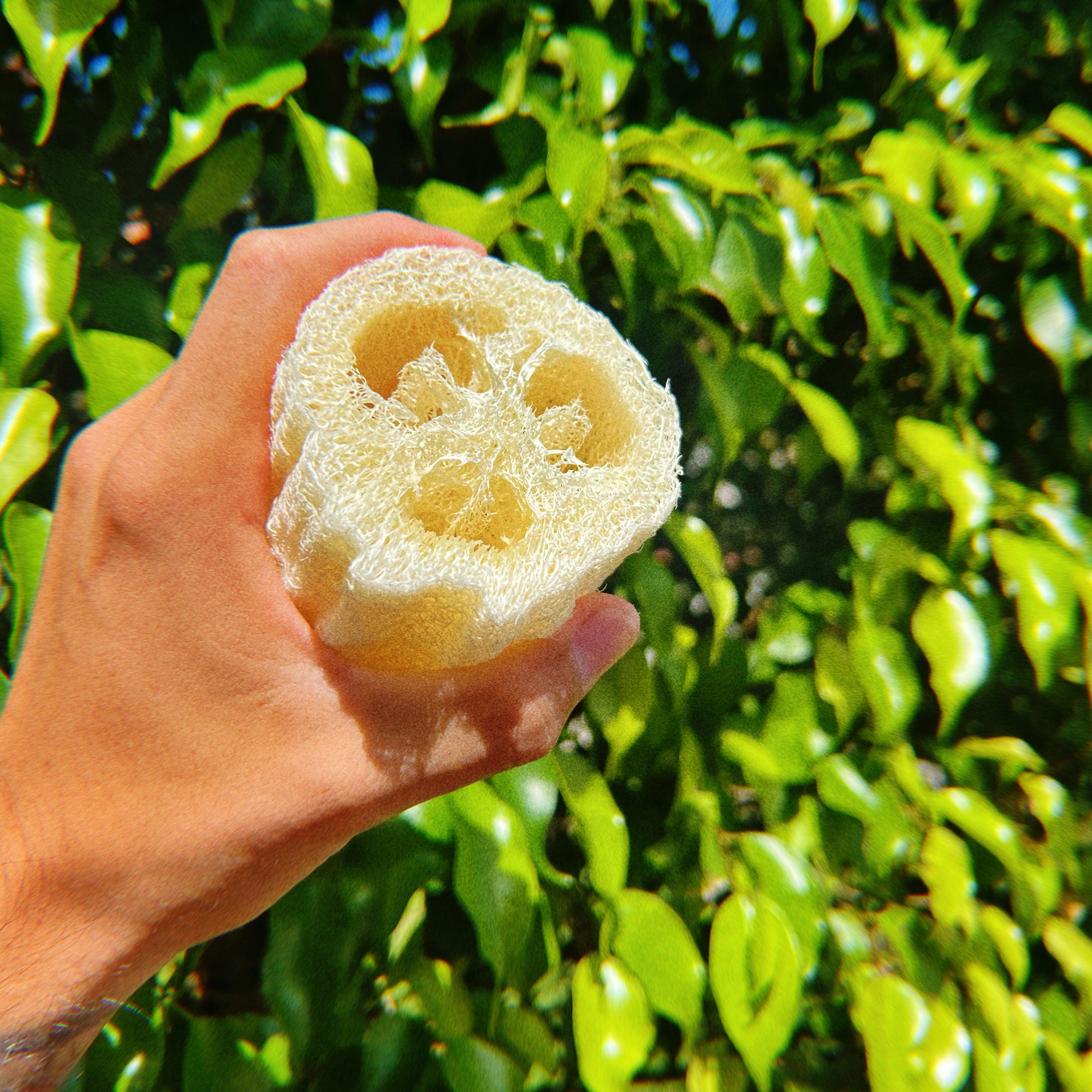 Natural Loofah Sponge