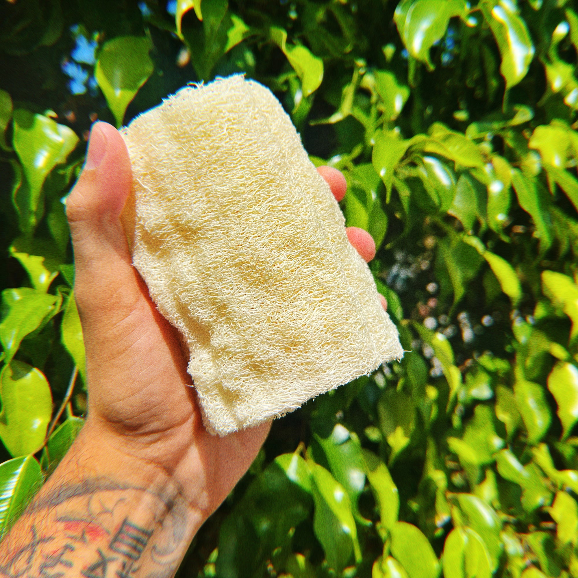 Natural Loofah Sponge