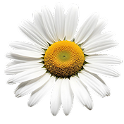 Chamomile-Infused Olive Oil